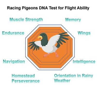 racing pigeon Test