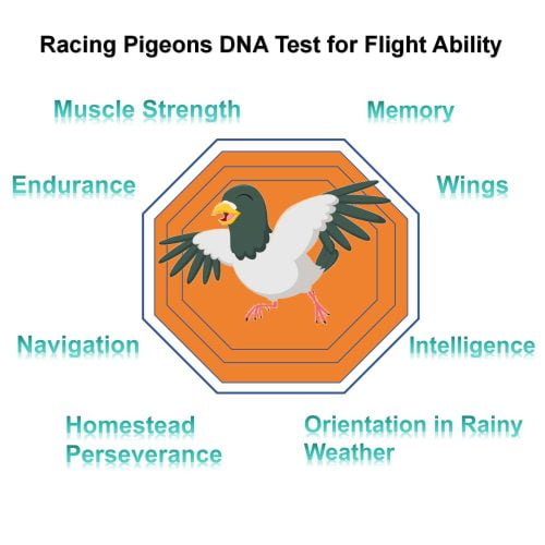 racing pigeon Test